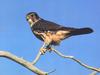 Merlin (Falco columbarius)