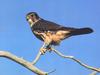 Merlin (Falco columbarius)