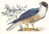[Animal Art] Peregrine Falcon (Falco peregrinus)