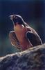 Peregrine Falcon (Falco peregrinus)