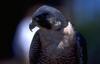[Animal Art - Van Der Linden] Peregrine Falcon (Falco peregrinus)