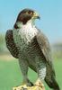 Peregrine Falcon (Falco peregrinus)