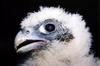 Peregrine Falcon chick (Falco peregrinus)