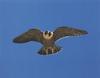 Peregrine Falcon in flight (Falco peregrinus)