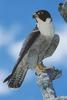 Peregrine Falcon (Falco peregrinus)