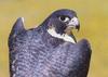 Peregrine Falcon (Falco peregrinus)