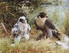 Peregrine Falcon & juvenile (Falco peregrinus)