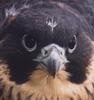 Peregrine Falcon (Falco peregrinus)