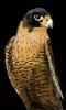 Peregrine Falcon (Falco peregrinus)