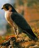 Peregrine Falcon (Falco peregrinus)