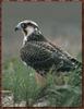 Peregrine Falcon (Falco peregrinus)