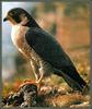 Peregrine Falcon (Falco peregrinus)