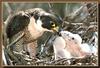 Peregrine Falcon & chicks (Falco peregrinus)