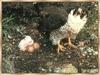 Peregrine Falcon & chick (Falco peregrinus)