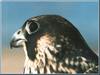 Peregrine Falcon (Falco peregrinus)