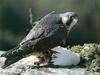 Peregrine Falcon (Falco peregrinus)