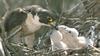 Peregrine Falcon & chicks (Falco peregrinus)