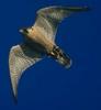 Peregrine Falcon in flight (Falco peregrinus)