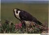 Peregrine Falcon (Falco peregrinus)