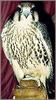 Peregrine Falcon (Falco peregrinus)