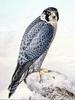 Peregrine Falcon (Falco peregrinus)