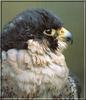 Peregrine Falcon (Falco peregrinus)