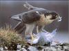 Peregrine Falcon (Falco peregrinus)