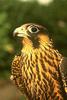 Peregrine Falcon juvenile (Falco peregrinus)