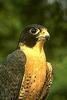 Peregrine Falcon (Falco peregrinus)