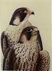 Peregrine Falcons (Falco peregrinus)