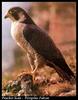 Peregrine Falcon (Falco peregrinus)