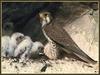 Prairie Falcon & chicks (Falco mexicanus)