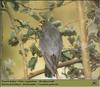 Red-footed Falcon (Falco vespertinus)