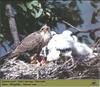 Saker Falcon & chicks on nest (Falco cherrug)