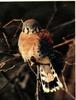 American Kestrel (Falco sparverius)