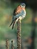 American Kestrel (Falco sparverius)