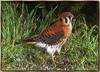 American Kestrel (Falco sparverius)