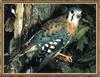 American Kestrel (Falco sparverius)