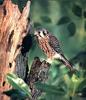 American Kestrel (Falco sparverius)