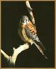 American Kestrel (Falco sparverius)