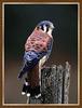 American Kestrel (Falco sparverius)