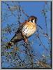 American Kestrel (Falco sparverius)