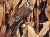 American Kestrel (Falco sparverius)