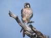 American Kestrel (Falco sparverius)