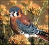 American Kestrel (Falco sparverius)