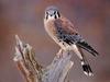 American Kestrel (Falco sparverius)