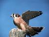 American Kestrel (Falco sparverius)