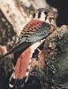 American Kestrel (Falco sparverius)