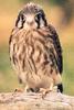 American Kestrel (Falco sparverius)