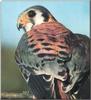 American Kestrel (Falco sparverius)